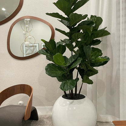 Servolly - Vaso con Ficus Lirata